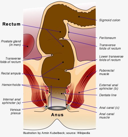 Anatomy of human rectum and anus