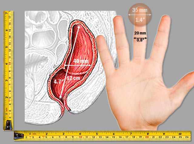 Rectum Sex 56