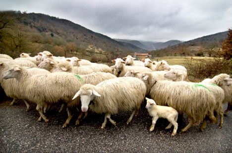 Typical Sardinian landscape.