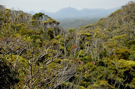 Dense tropical jungle and mountains cover most of Okinawa.